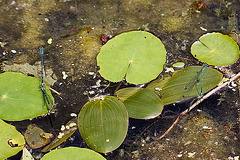 20110617 6056RMw [D~LIP] Azurjungfer-Libelle, UWZ, Bad Salzuflen