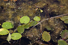 20110617 6055RMw [D~LIP] Azurjungfer-Libelle, UWZ, Bad Salzuflen