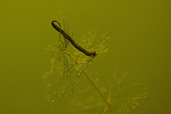 20110617 6052RMw [D~LIP] [D~LIP] Wasserpflanze, UWZ, Bad Salzuflen