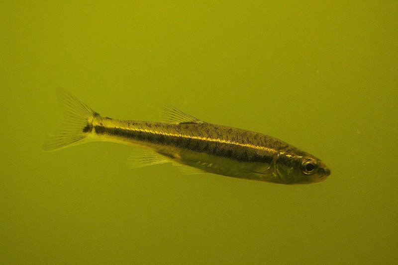20110617 6051RMw [D~LIP] Fisch, UWZ, Bad Salzuflen