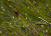 20110617 6049RMw [D~LIP] Kultur-Gerste (Hordeum vulgare L. subsp. vulgare), UWZ, Bad Salzuflen