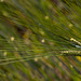 20110617 6049RMw [D~LIP] Kultur-Gerste (Hordeum vulgare L. subsp. vulgare), UWZ, Bad Salzuflen
