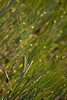 20110617 6048RMw [D~LIP] Kultur-Gerste (Hordeum vulgare L. subsp. vulgare), UWZ, Bad Salzuflen