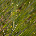 20110617 6048RMw [D~LIP] Kultur-Gerste (Hordeum vulgare L. subsp. vulgare), UWZ, Bad Salzuflen