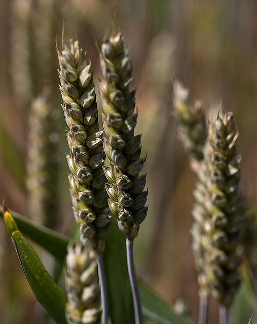 20110617 6047RMw [F~P] Weizen (Triticum aestivum) Weich-, UWZ, Bad Salzuflen