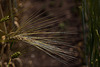 20110617 6044RMw [D~LIP] Kultur-Gerste (Hordeum vulgare L. subsp. vulgare), UWZ, Bad Salzuflen