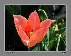 Tulipe 2012 N°1