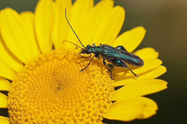 20110617 6040RMw [D~LIP] Grüner Scheinbockkäfer (Oedemera nobilis) [Blaugrüner Schenkelkäfer], UWZ, Bad Salzuflen