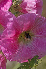 20110617 6035RMw [D~LIP] Stockrose, Insekt, UWZ, Bad Salzuflen