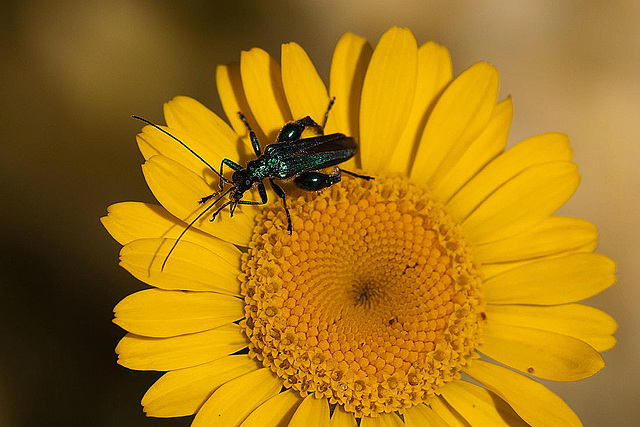 20110617 6030RMw [D~LIP] Grüner Scheinbockkäfer (Oedemera nobilis) [Blaugrüner Schenkelkäfer], UWZ, Bad Salzuflen