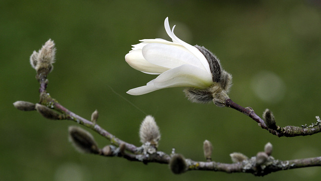 Magnolia stellata