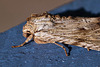 20110617 6028RMw [D~LIP] [D~LIP] Ampfer-Wurzelbohrer (Triodia sylvina), UWZ, Bad Salzuflen