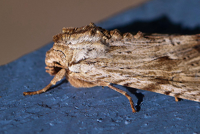 20110617 6028RMw [D~LIP] [D~LIP] Ampfer-Wurzelbohrer (Triodia sylvina), UWZ, Bad Salzuflen