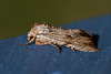 20110617 6027RMw [D~LIP] Ampfer-Wurzelbohrer (Triodia sylvina), UWZ, Bad Salzuflen