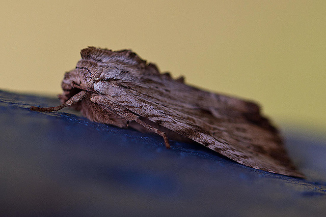 20110617 6024RMw [D~LIP] Ampfer-Wurzelbohrer (Triodia sylvina), UWZ, Bad Salzuflen