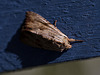 20110617 6022RMw [D~LIP] Ampfer-Wurzelbohrer (Triodia sylvina), UWZ, Bad Salzuflen