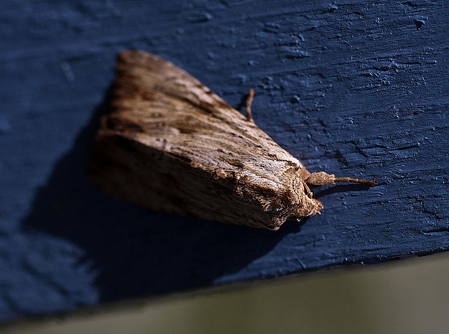 20110617 6022RMw [D~LIP] Ampfer-Wurzelbohrer (Triodia sylvina), UWZ, Bad Salzuflen