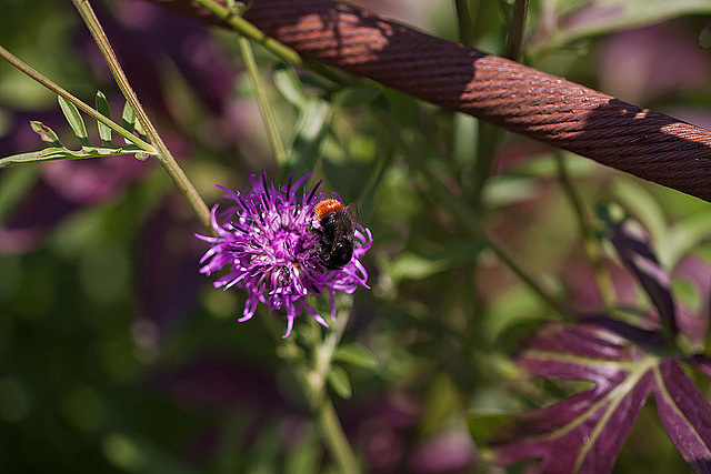 20110617 6018RMw [D~LIP] Hummel, Blütenpflanze, UWZ, Bad Salzuflen