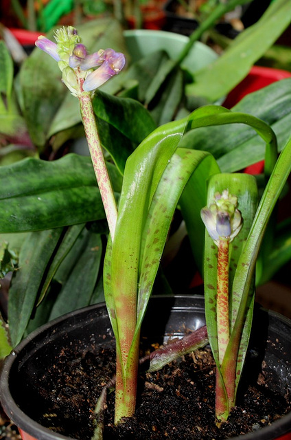 Lachenalia orchidioïdes (3)