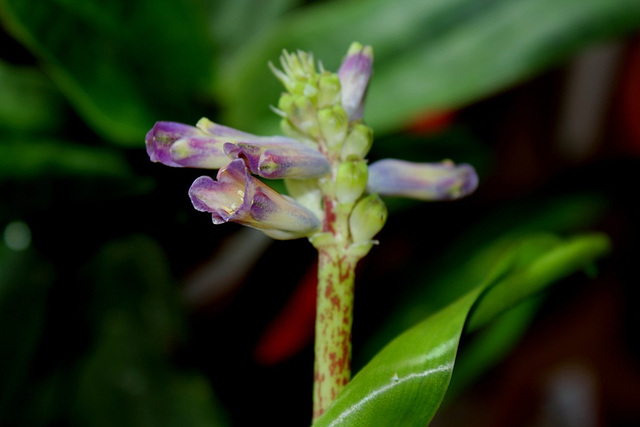 Lachenalia orchidioïdes (4)