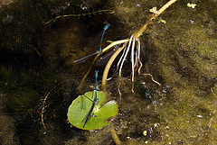 20110617 6011RMw [D~LIP] Azurjungfer-Libelle, UWZ, Bad Salzuflen