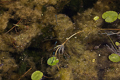 20110617 6010RMw [D~LIP] Azurjungfer-Libelle, UWZ, Bad Salzuflen