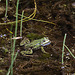 20110617 6006RMw [D~MI] Wasserfrosch (Rana esculenta), Großes Torfmoor, Hille