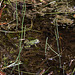 20110617 6005RMw [D~LIP] Wasserfrosch (Rana esculenta), UWZ, Bad Salzuflen