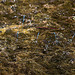 20110617 5999RMw [D~LIP] Azurjungfer-Libelle, UWZ, Bad Salzuflen
