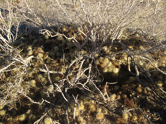 Cholla Garden (2032)