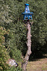 20110617 5987RMw [D~LIP] Vogelhaus, UWZ, Bad Salzuflen