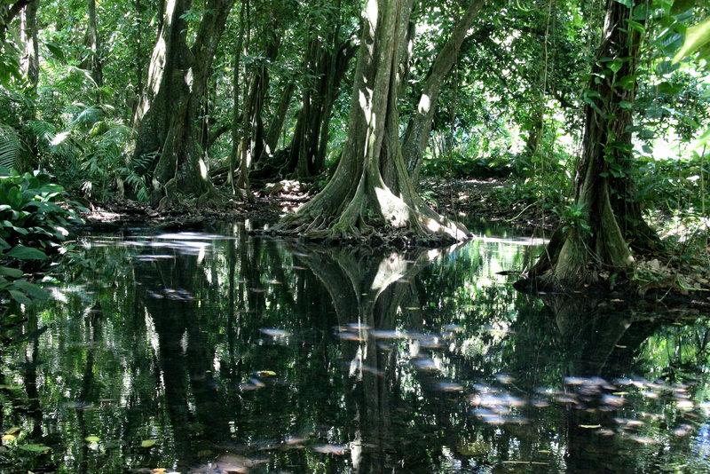 tahitian forest