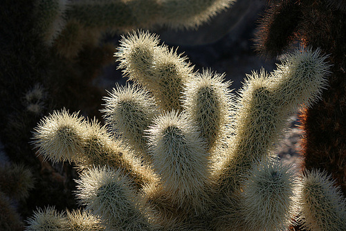 Cholla Garden (3684)