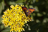 20110617 5973RMw [D~LIP] Kleiner Fuchs, Johanniskraut, UWZ, Bad Salzuflen