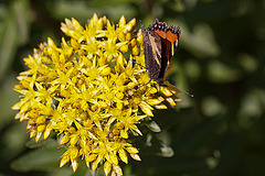 20110617 5972RMw [D~LIP] Kleiner Fuchs, Johanniskraut, UWZ, Bad Salzuflen