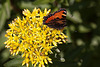 20110617 5971RMw [D~LIP] Kleiner Fuchs, Johanniskraut, UWZ, Bad Salzuflen