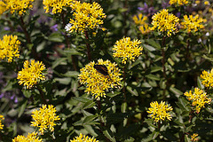 20110617 5969RMw [D~LIP] Kleiner Fuchs, Johanniskraut, UWZ, Bad Salzuflen