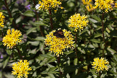 20110617 5968RMw [D~LIP] Kleiner Fuchs, Johanniskraut, UWZ, Bad Salzuflen