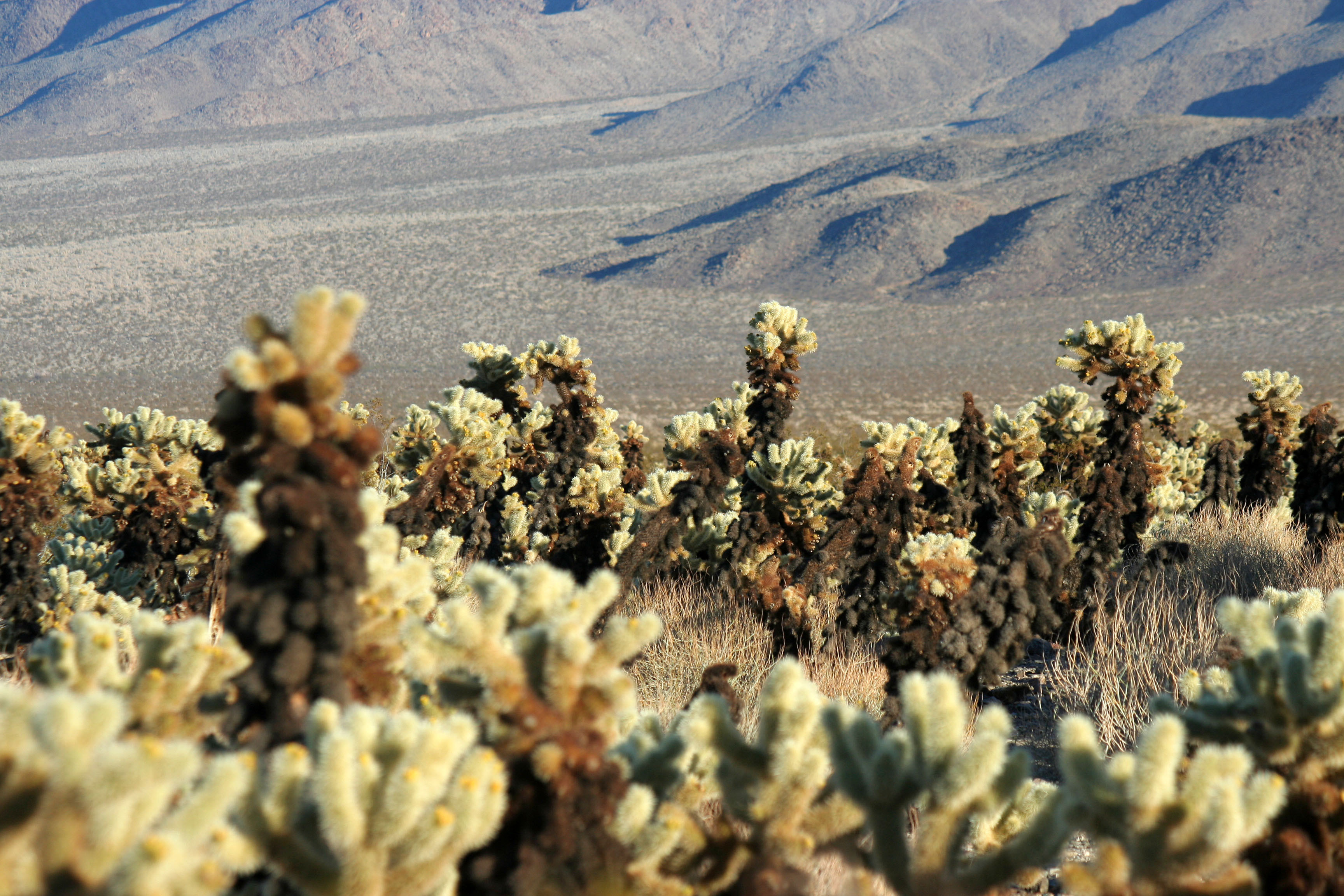 Cholla Garden (3685)