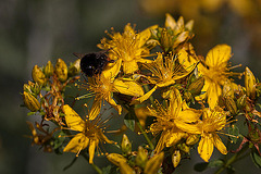 20110617 5961RMw [D~LIP] Blume, Hummel, UWZ, Bad Salzuflen