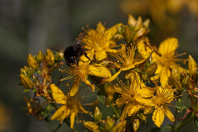 20110617 5960RMw [D~LIP] Blume, Hummel, UWZ, Bad Salzuflen