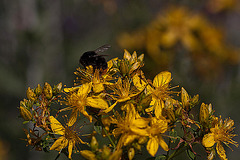 20110617 5958RMw [D~LIP] Blume, Hummel, UWZ, Bad Salzuflen