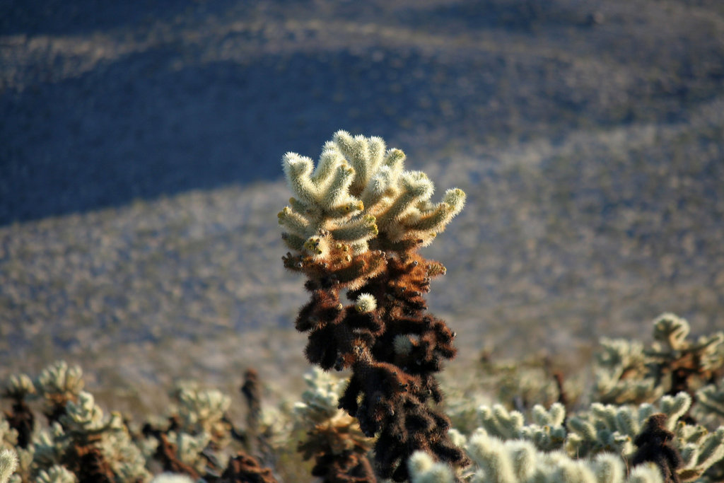 Cholla Garden (3688)