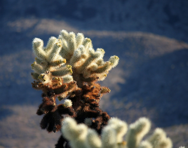 Cholla Garden (3689)