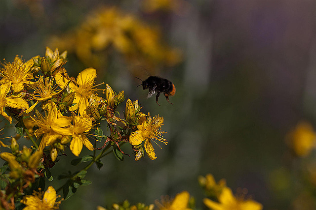 20110617 5954RMw [D~LIP] Blume, Hummel, UWZ, Bad Salzuflen