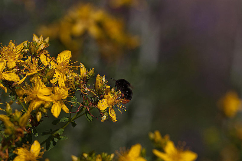 20110617 5953RMw [D~LIP] Blume, Hummel, UWZ, Bad Salzuflen
