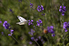 20110617 5943RMw [D~LIP] Blume, Kohlweißling, UWZ, Bad Salzuflen