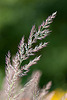 20110617 5942RMw [D~LIP] Gras, UWZ, Bad Salzuflen