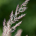 20110617 5942RMw [D~LIP] Gras, UWZ, Bad Salzuflen