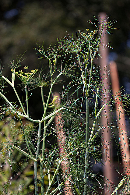 20110617 5941RMw [D~LIP] Dill, UWZ, Bad Salzuflen